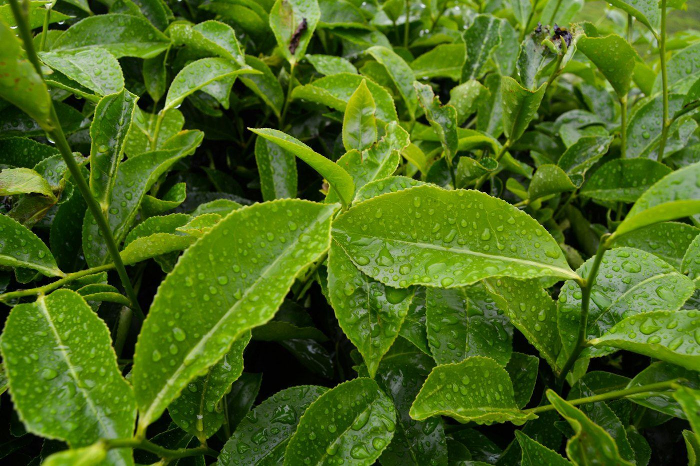 برگ چای